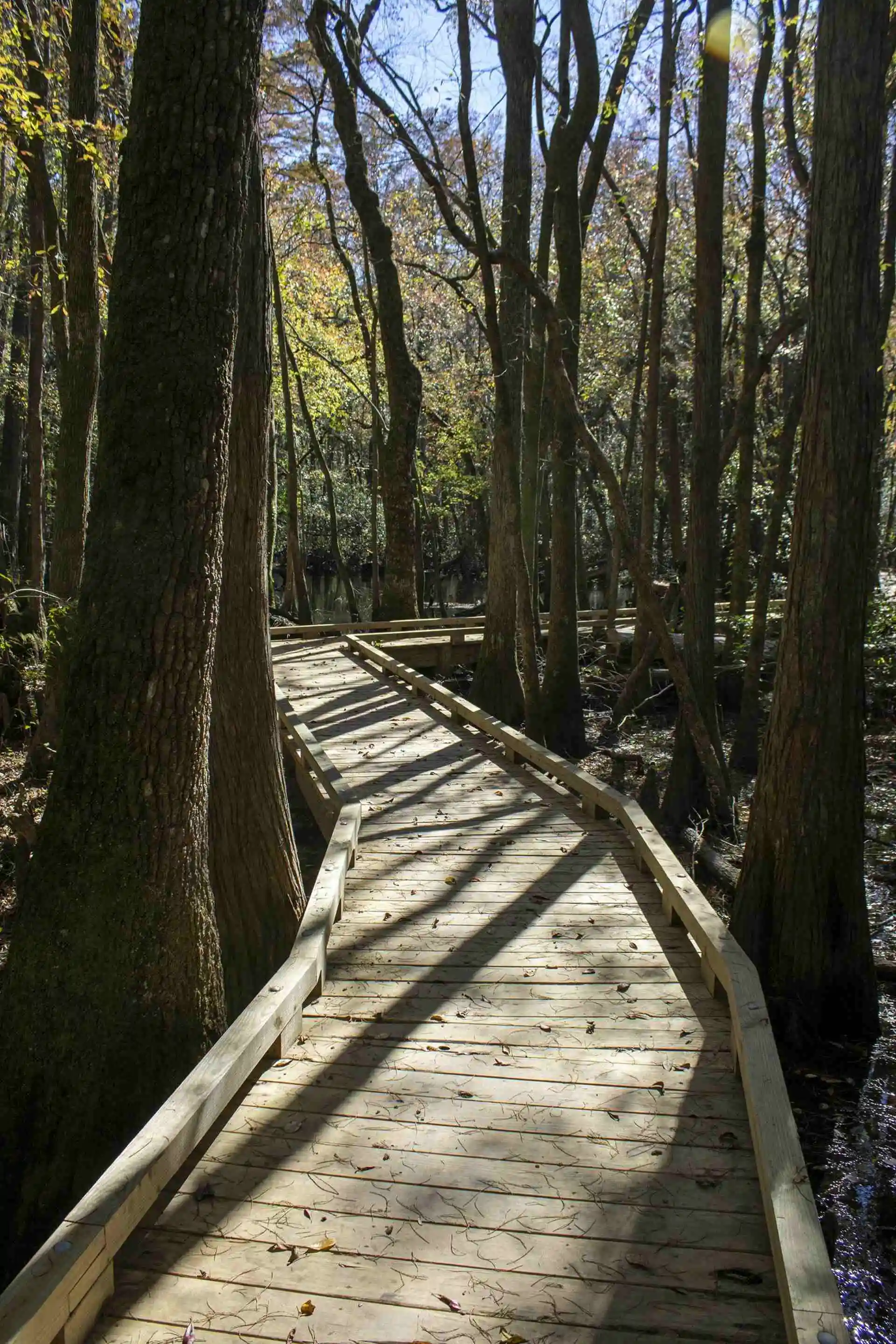 Foto van een bospad met houten planken