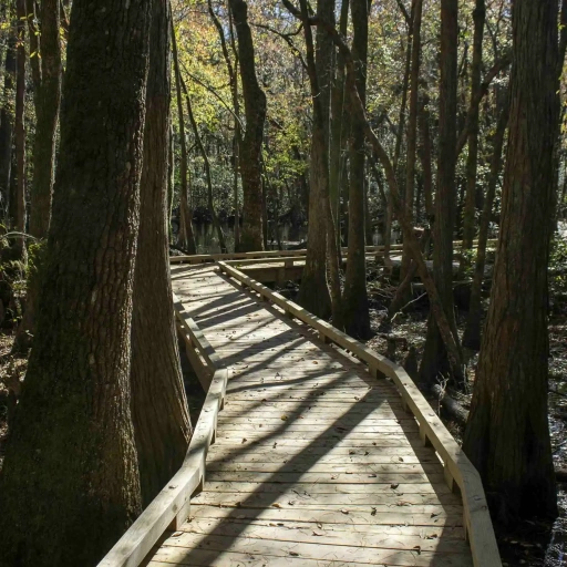 Foto van een bospad met houten planken